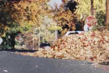 leaves in the street
